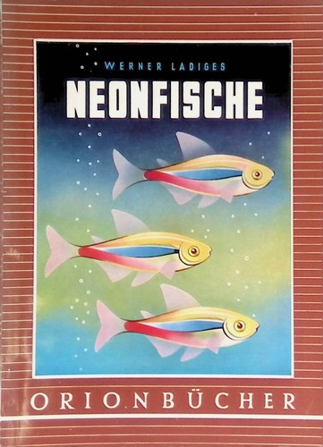 Neonfische gold vom rio - gold,