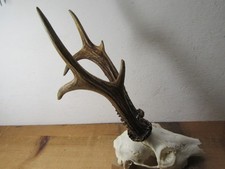 Kapitales Rehgeweih 415 g