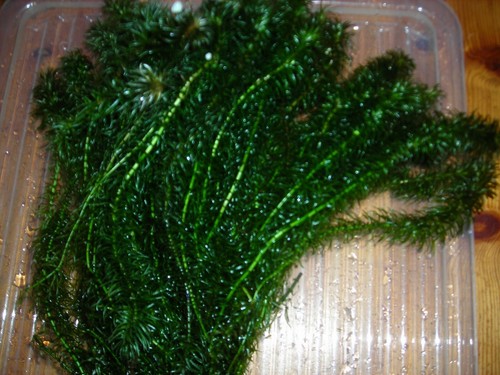 Wasserpest egeria najas 20 - -,