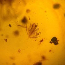 FEDER in RIESIGEM Burmesischem / Burmit Bernstein Fossil / 100% Echtbernstein 