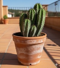 Polaskia chicipe,mexikanischer