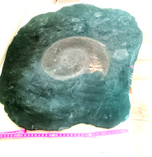 Fossilien ammoniten - fossilien,