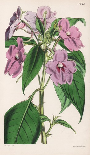 Impatiens pulcherrima india - impatiens,