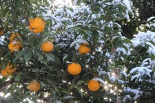 Bitterorange Gewürzpflanzen Weihnacht duftende Pflanzen für die Wohnung drinnen