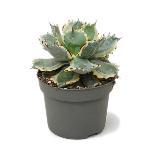 Agave potatorum variegata - ,