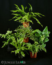  Farn Set Mittel – Terrarienpflanzen Set - 3 Pflanzen Terrarium tropisch feucht