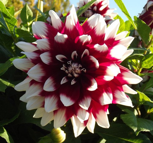 Dahlien - ,