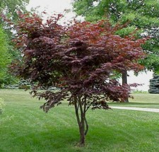 Acer palmatum Atropurpureum