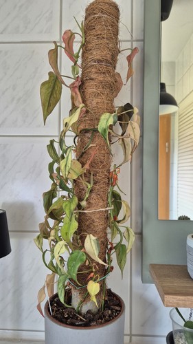 Philodendron micans pink mint - philodendron,