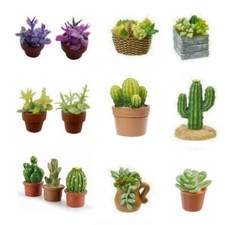 Miniatur Kaktus Blume