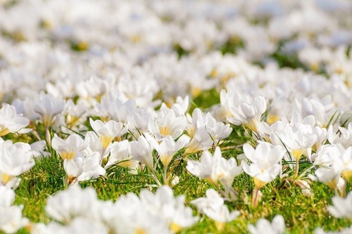 Winterharte krokusse tiefweiß - winterharte,