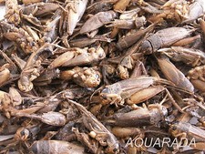 500ml Grillen Grashüpfer Heuschrecken Futterinsekten Reptilien Vogel 