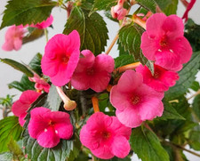 Achimenes(Schiefteller) BriD's Ruth 3 Rhizome African Violet, Zimmerpflanze