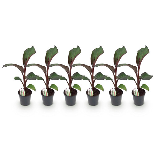 Ensete ventricosum maurelli - ventricosum,