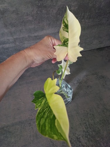 Philodendron florida - 🌸,
