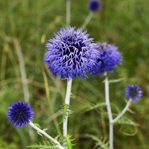 100 samen kugeldistel - 100,