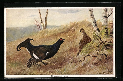 Birkhahn mit henne - birkhahn,