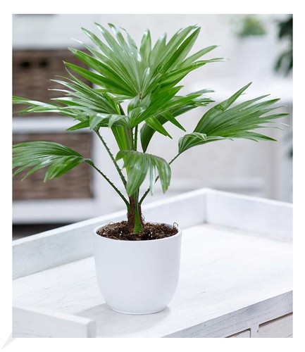 Palme livistona - palme, "livistona