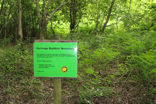 Foto wald unter hartridge - foto,