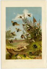 Insekten Heide Heidekraut