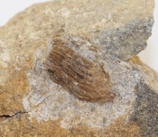 Crinoide, Carpocrinus sp