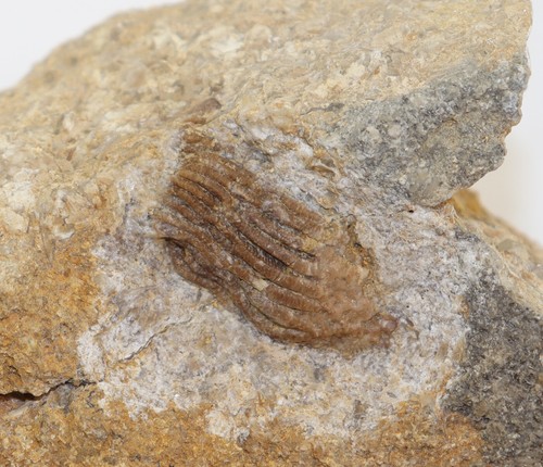 Crinoide carpocrinus sp - carpocrinus,