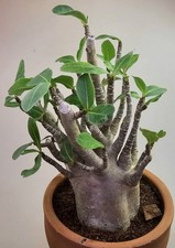 Wüstenrose - Adenium Baobab -