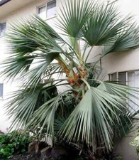 4 Nannorrhops Ritchiana Mazaripalme Winterhärtesten Palmen der Welt! -20 Grad -