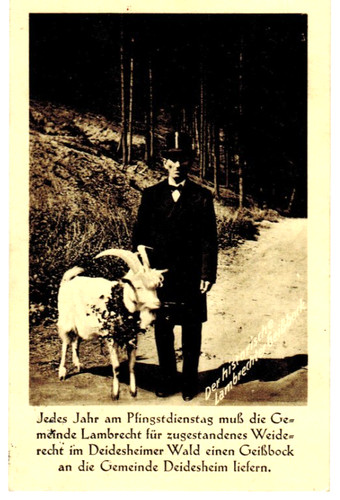 Postkarte lambrecht vor - postkarte,
