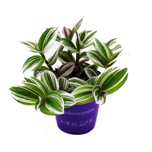 Dreimasterblume tradescantia - -,