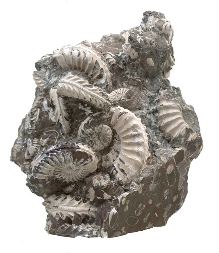 Lias pleuroceras spinatum - ,