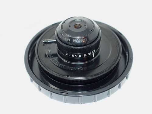 Canon macro photo 20mm 5 - macro,