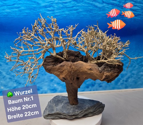 Top aquarium mopani - top,