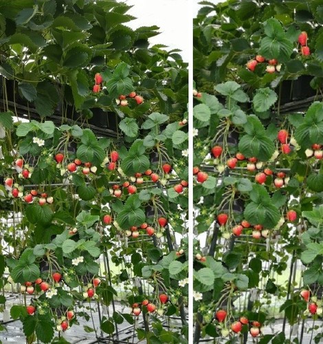 Hänge erdbeeren - 3, hänge-erdbeeren