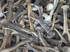 1Kg 5-23 cm Rehgeweih Gehörn Rehbockstange Abwurfstange Stangen Geweih Rehbock 