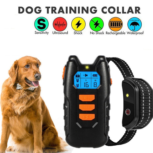 Hund ausbildung - hund,