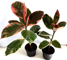 2 Pflanzen  Gummibaum  Ficus Belize Zimmerpflanze Grünpflanze