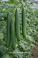 3 Schlangengurke Gurkenpflanze