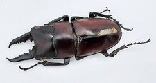 Lucanidae, Prosopocoilus dorsalis hiromii, A1, 45+ mm, Peleng, #LP374