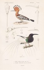 Upupa epops hoopoe epimachus - upupa,