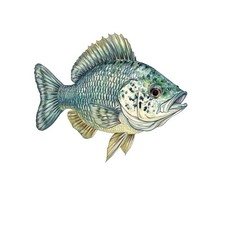 Crappie Fish Decal Sticker