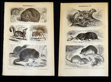 INSEKTENFRESSER Igel Maulwurf Spitzmaus Spitzhörnchen Rüsselspringer  Litho 1895