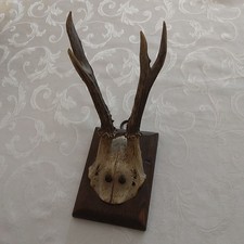 Kleine Jagdtrophäe, Hirsch 4-Ender, Sehr alt,   Rustikal-Optik c.a 20cm Groß