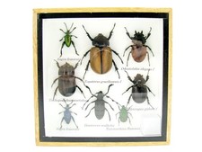 Einzelstück - echte