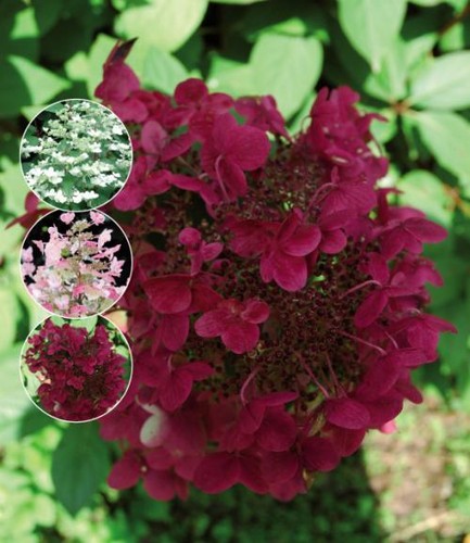 Rispenhortensie wims red - rispenhortensie, 'wims
