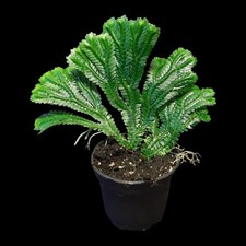 Selten! Selaginella brooksii, Moosfarn, Terrarien Pflanzen, Terrarium 