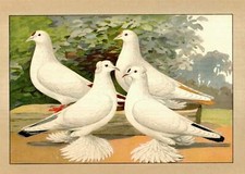 1906 Schnippentauben