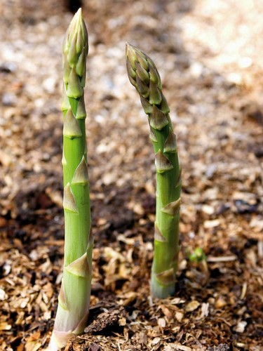 Samen grüner spargel - 50,