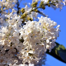 Gewöhnliche flieder syringa - flieder,