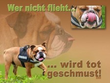 ENGLISCHE BULLDOGGE